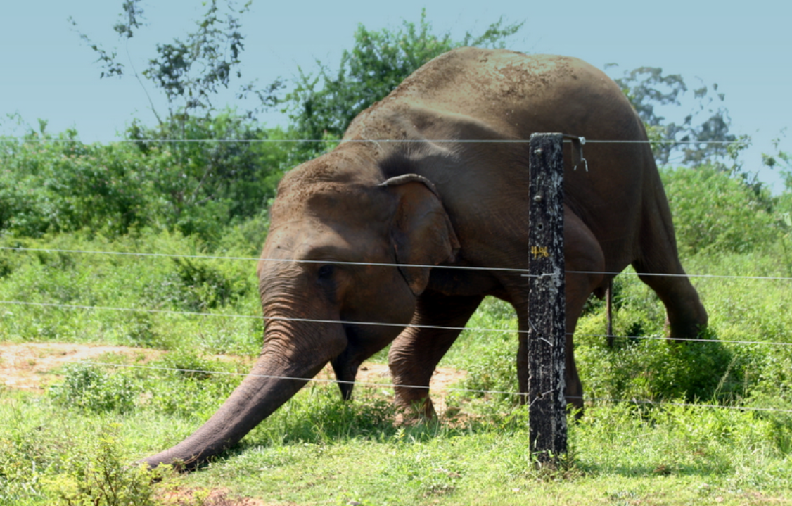 Project Of Installation Of 'Monitored Pulse Electrict Elephent Fence' In Sri Lanka - Call to Share and Care